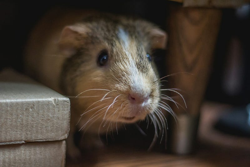 The Evolution of Mouse Pointers: From the ’70s to the 2020s