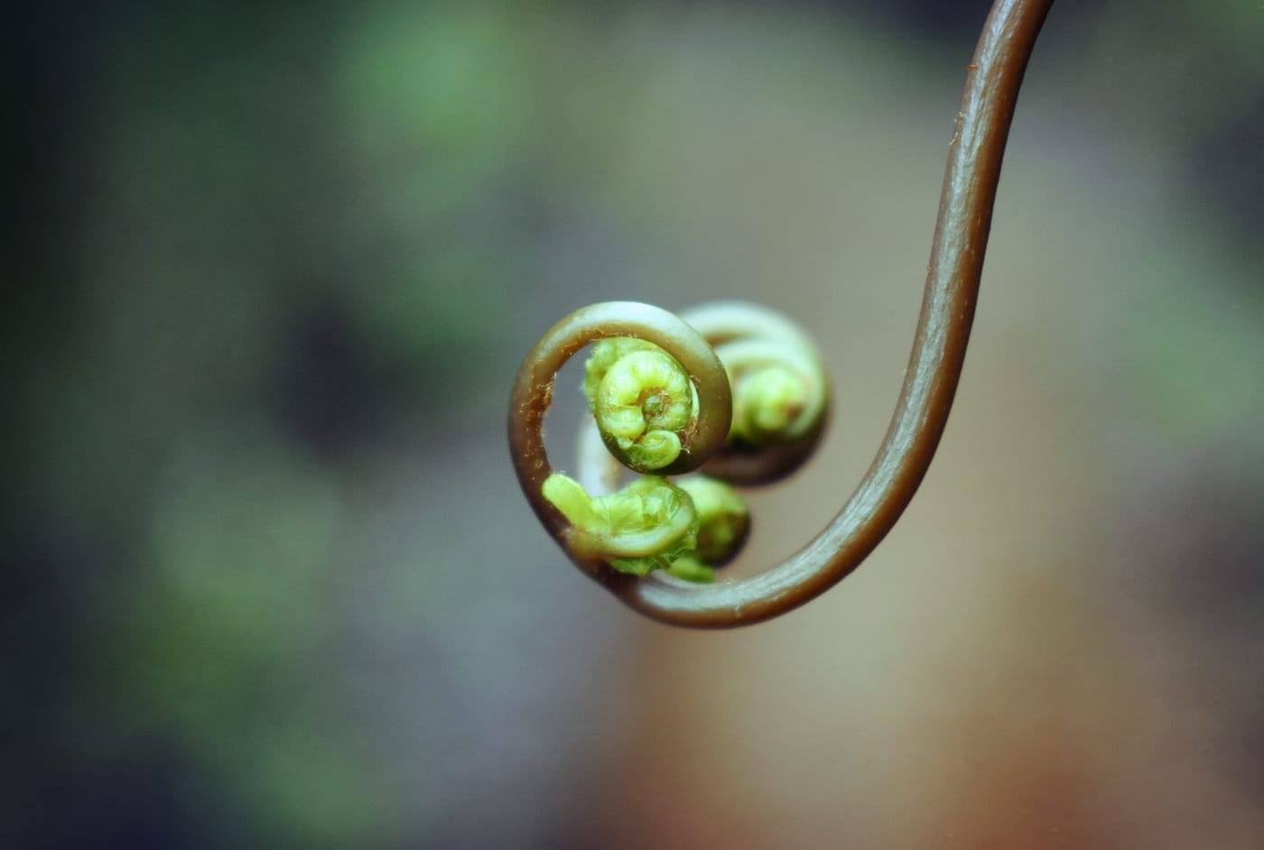 Curl part 1: using the GET method