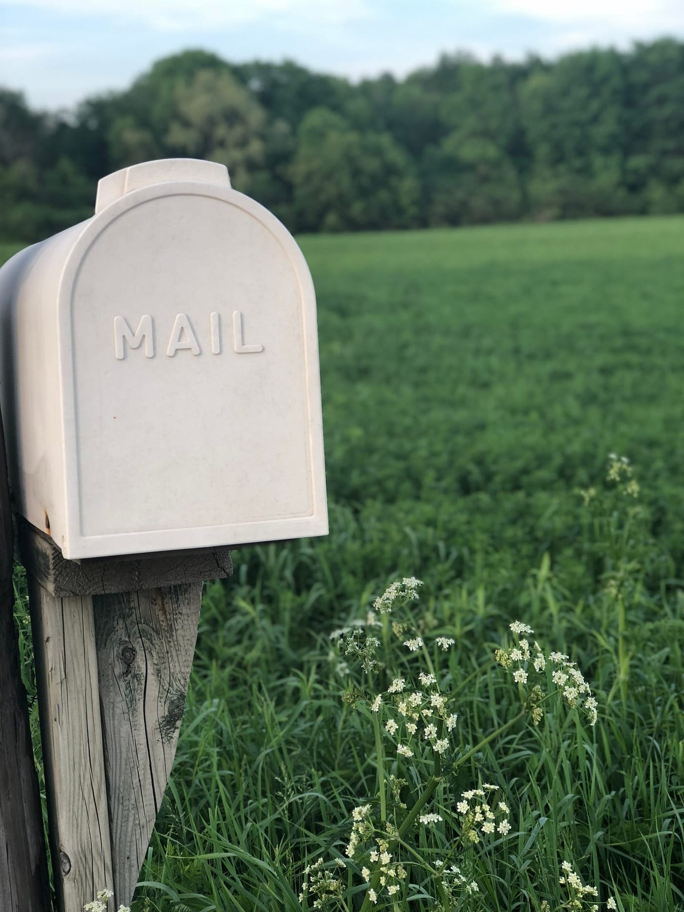 How to send email through sendgrid API using curl