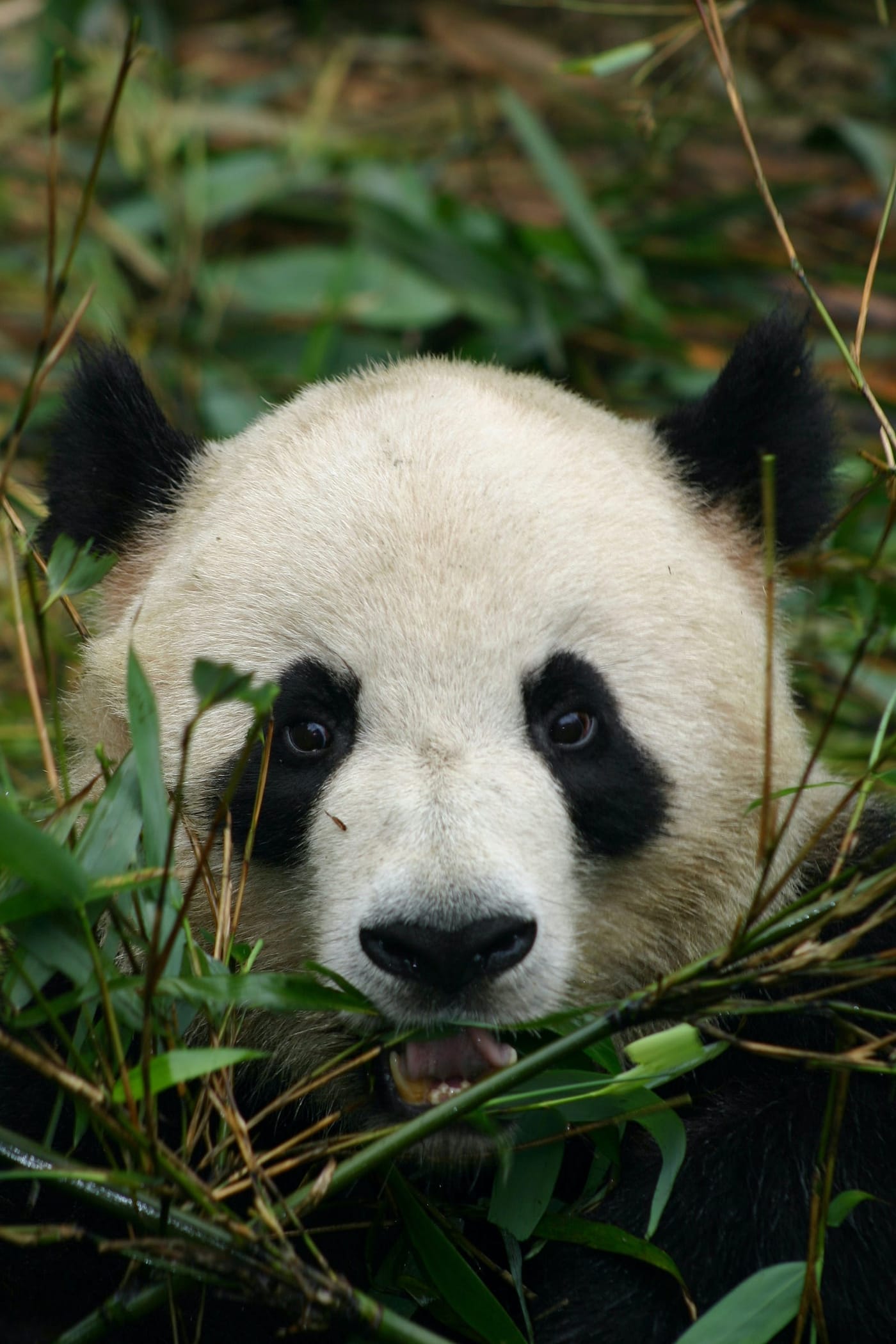 Mastering Essential Tricks for Efficient Data Manipulation with Python Pandas