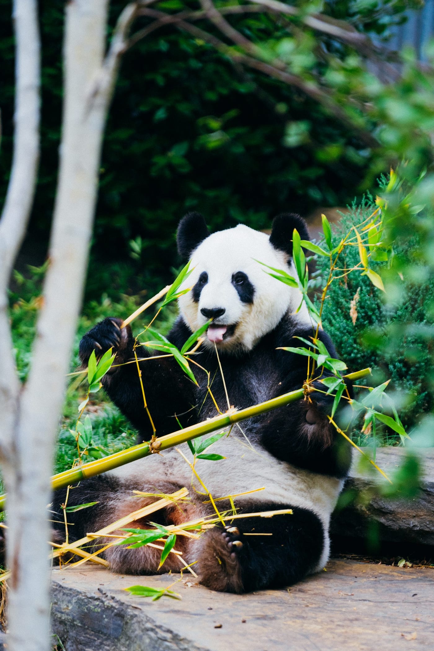 Pandas: Dealing with missing values in datasets