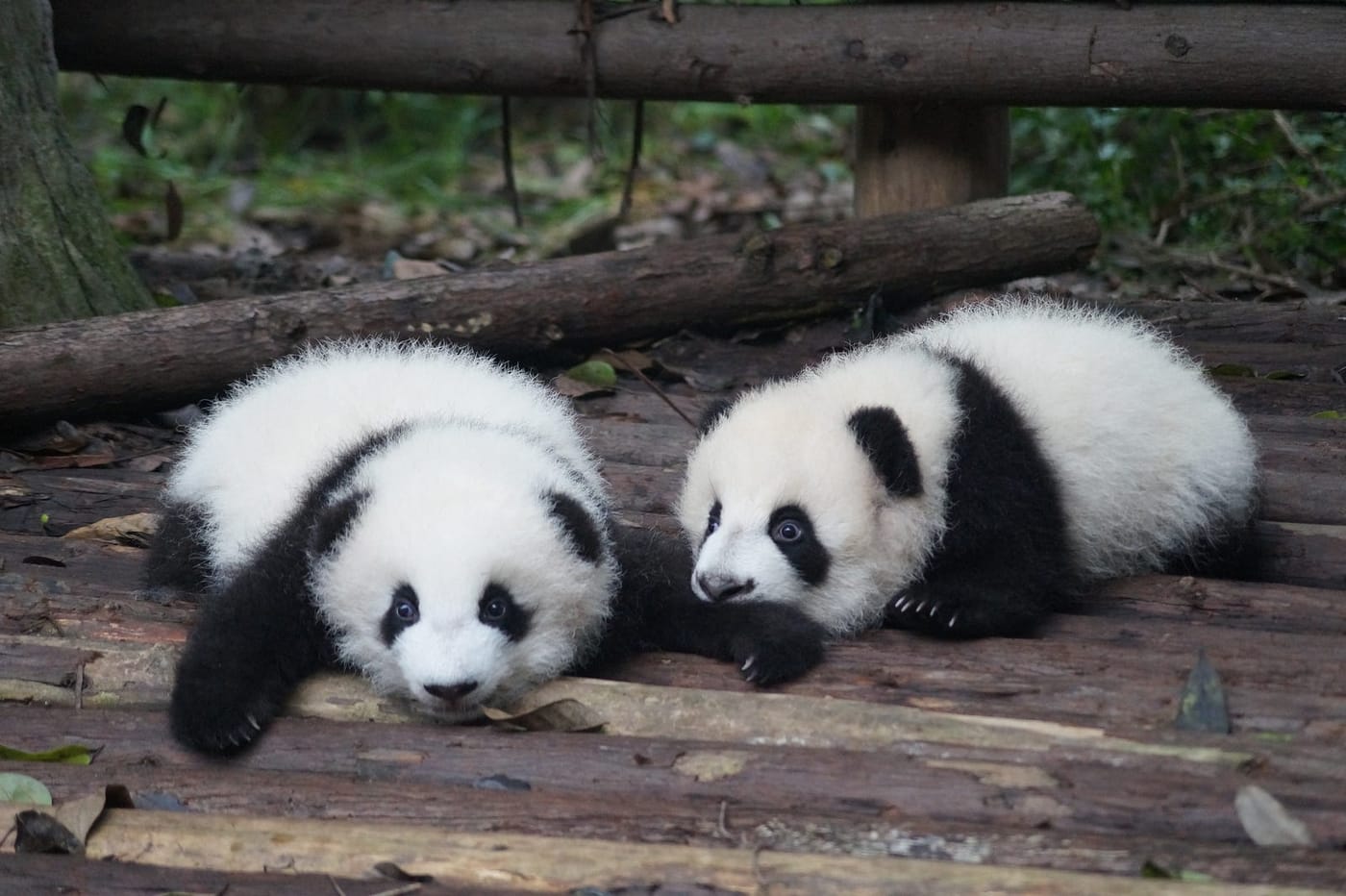 Pandas: Understanding basic statistics