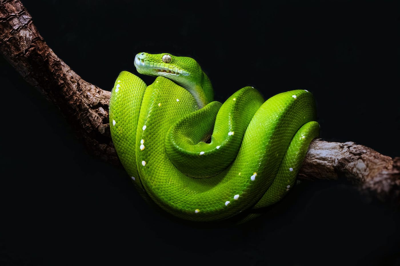 Python: How to create a virtual environment