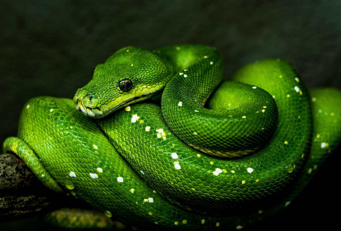 Python: How to create mutual exclusive command line arguments