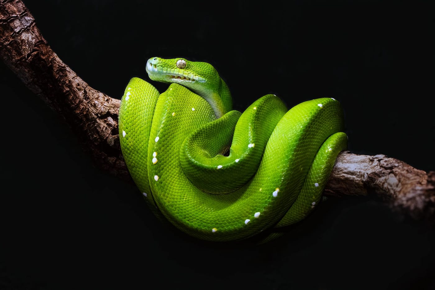 Python: lambda, map, filter, reduce